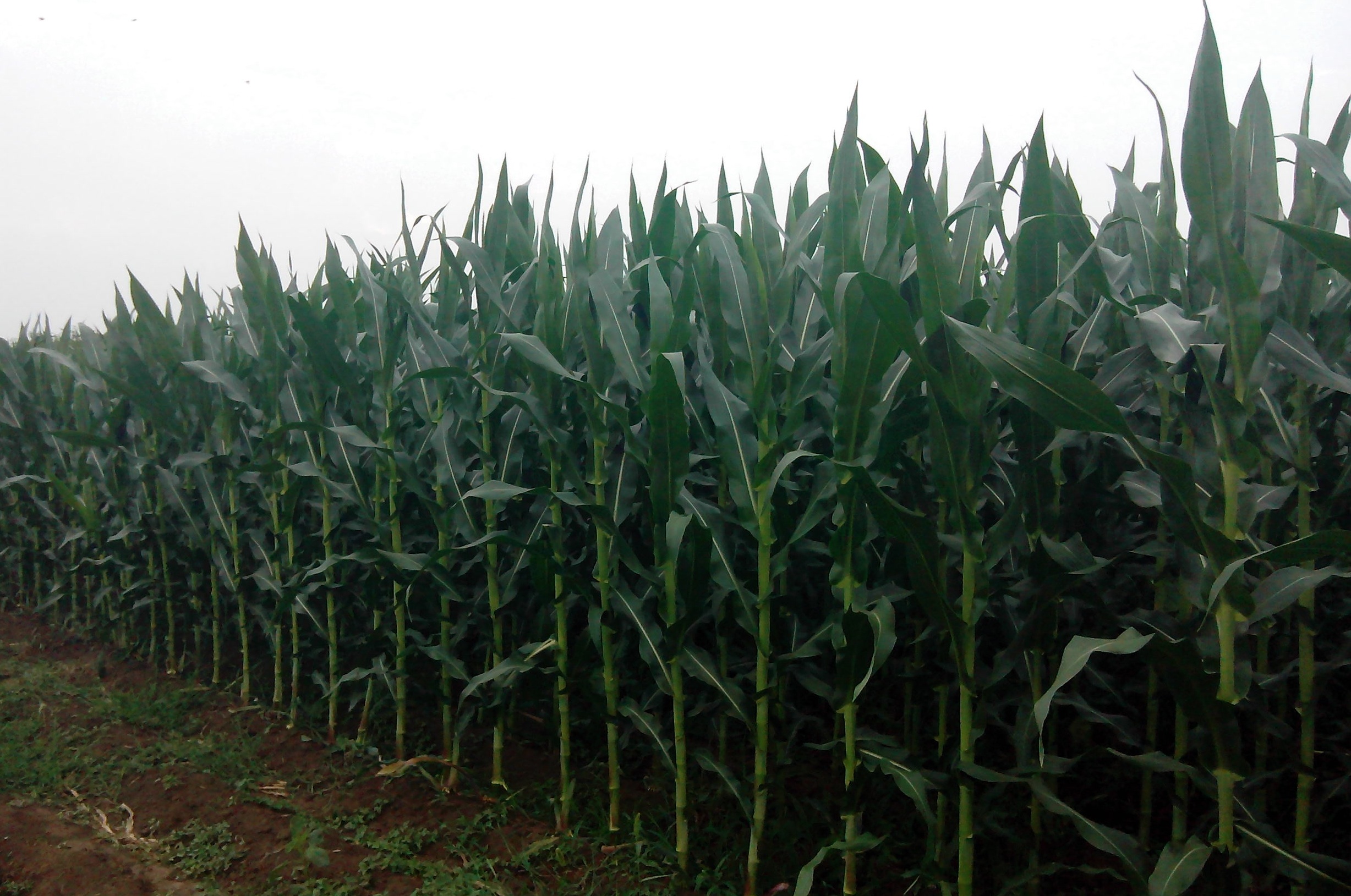 华人策略最新地址