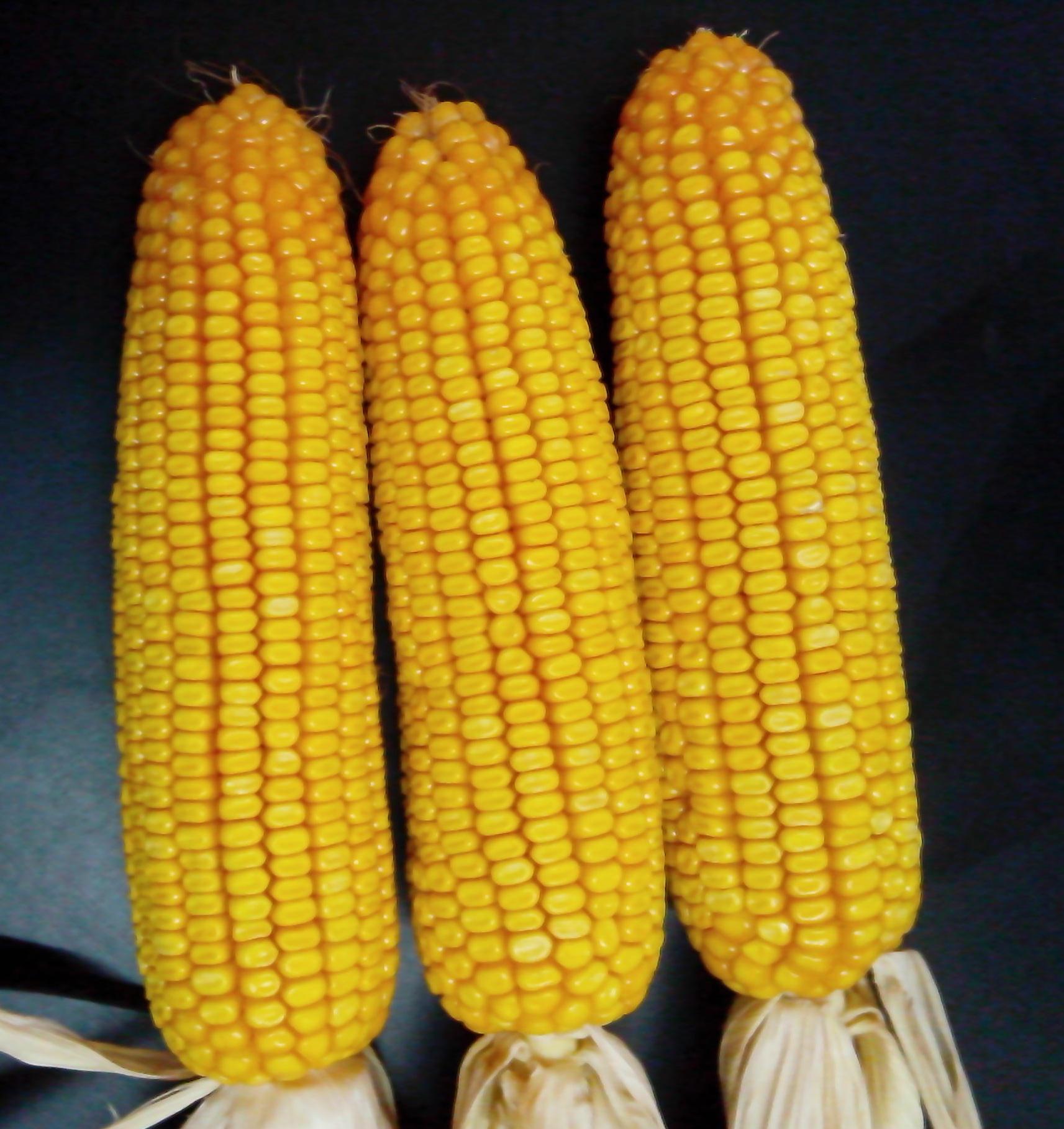 华人策略最新地址