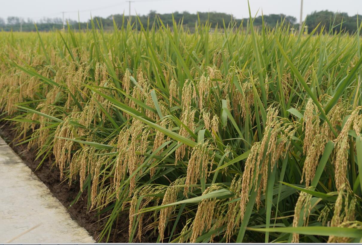 华人策略最新地址