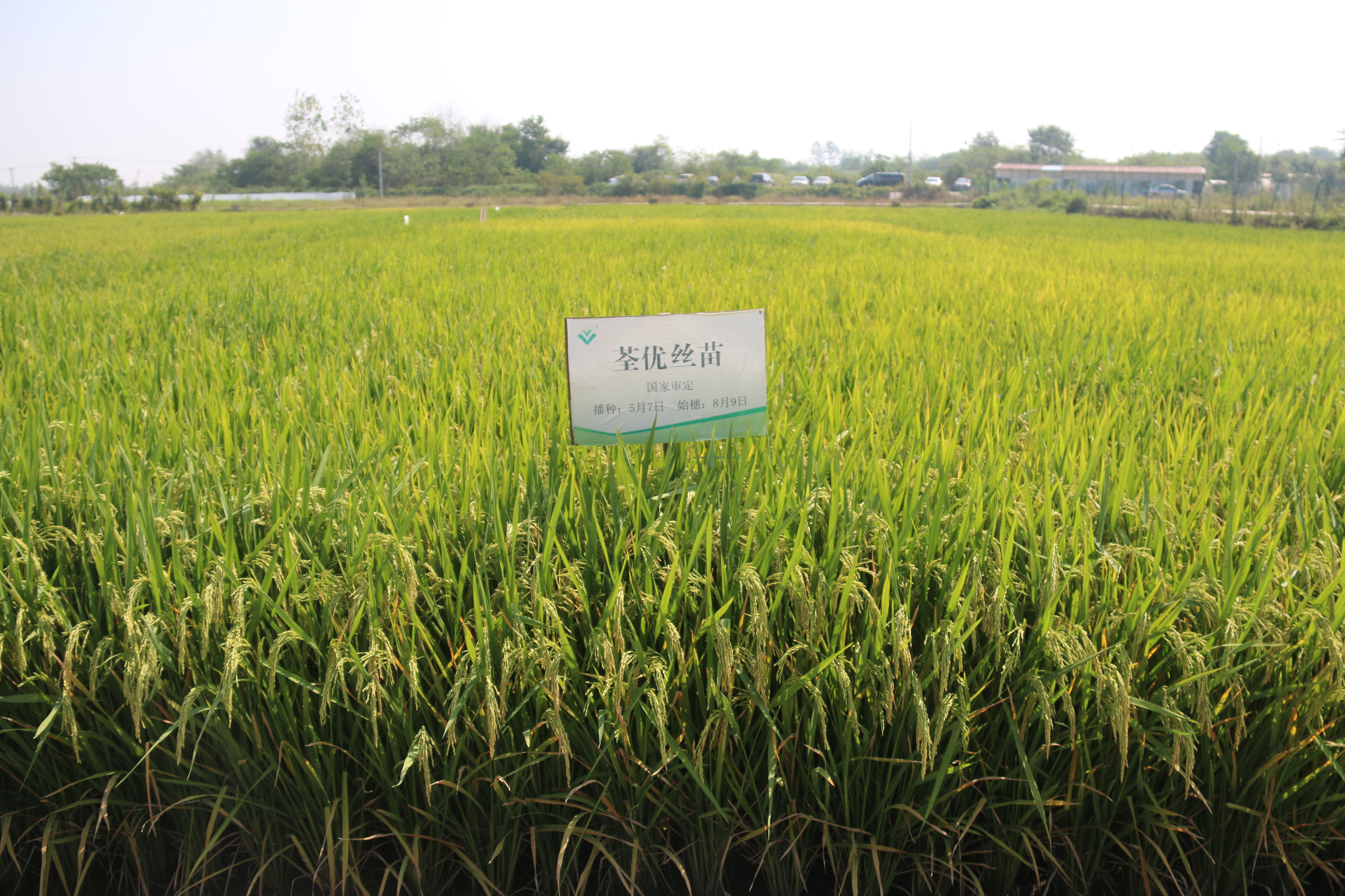 华人策略最新地址