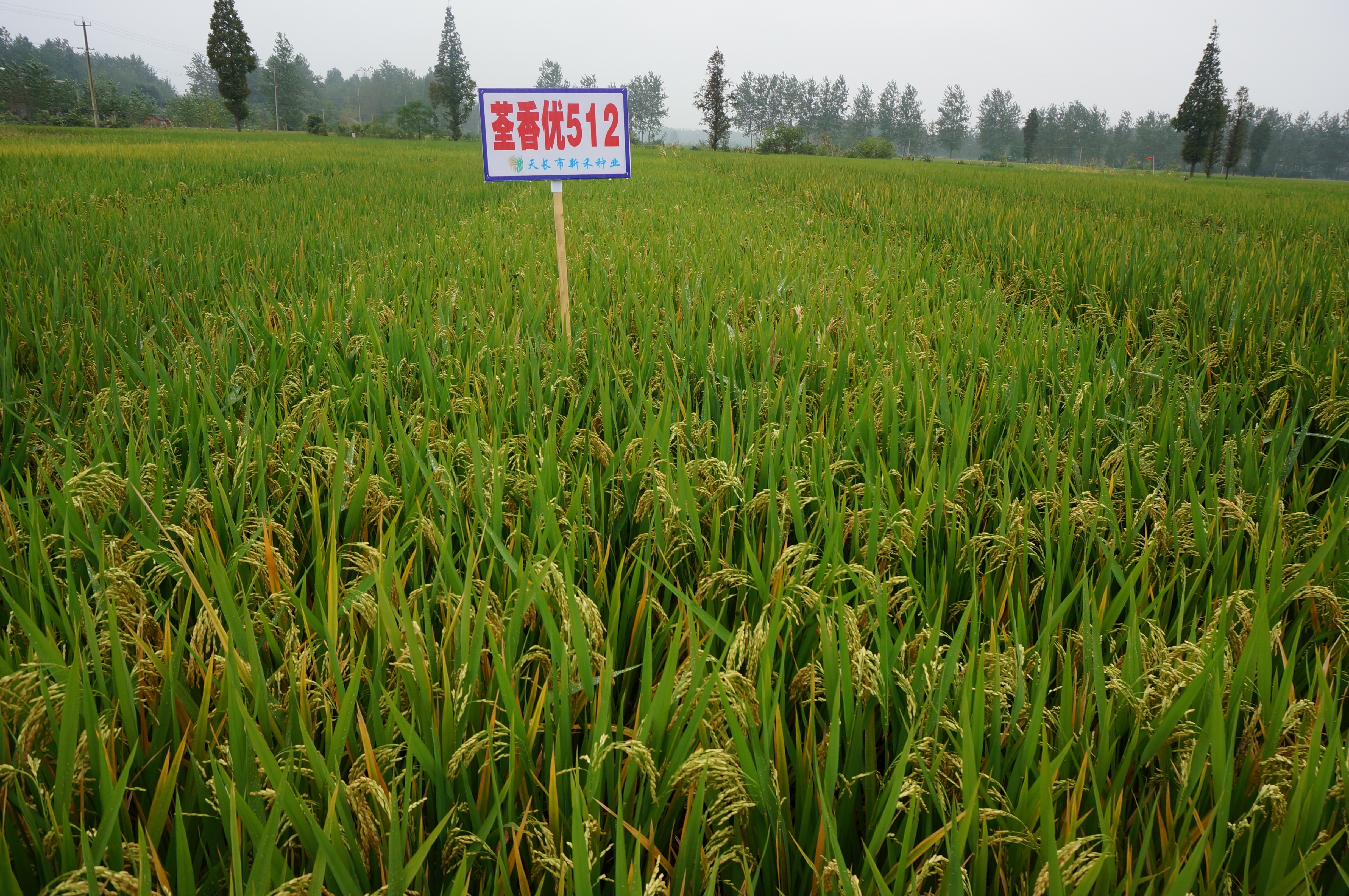 华人策略最新地址